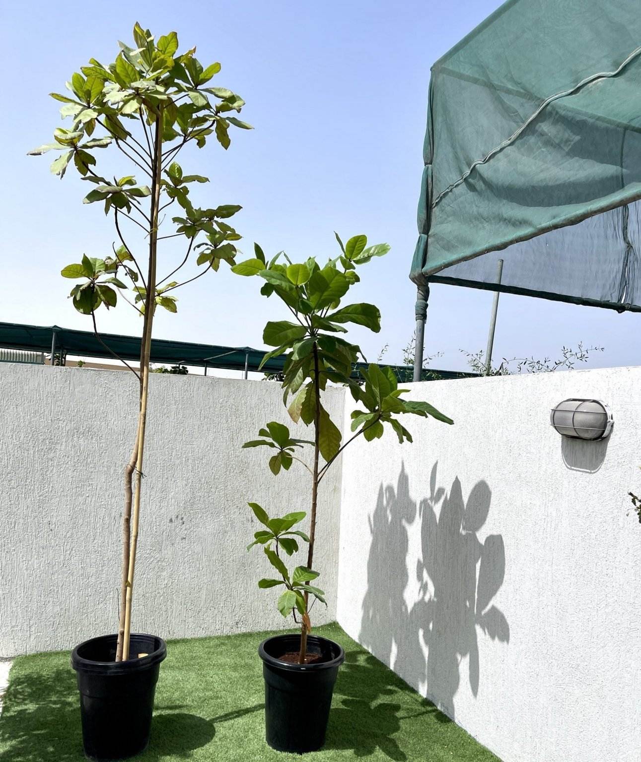 The Best And Easiest Method To Grow An Almond Tree From Seeds At Home