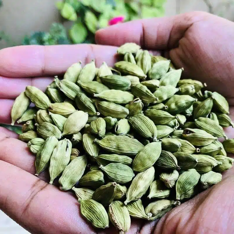 How To Grow Cardamom - Queen Of Spices From Seeds At Home - 51
