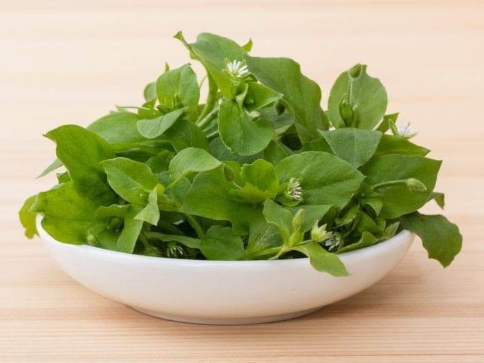 Chickweed: How This Versatile And Delicious Herb Can Improve Your Well-Being - 45
