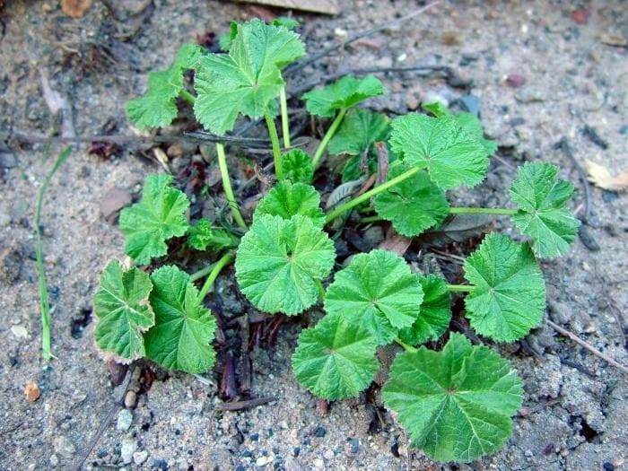 Malva comune: una pianta miracolosa che può curare una varietà di disturbi e condizioni - 37