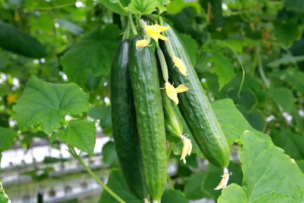 How To Have A Bountiful Harvest Of Cucumbers With Just One Secret Ingredient - 43