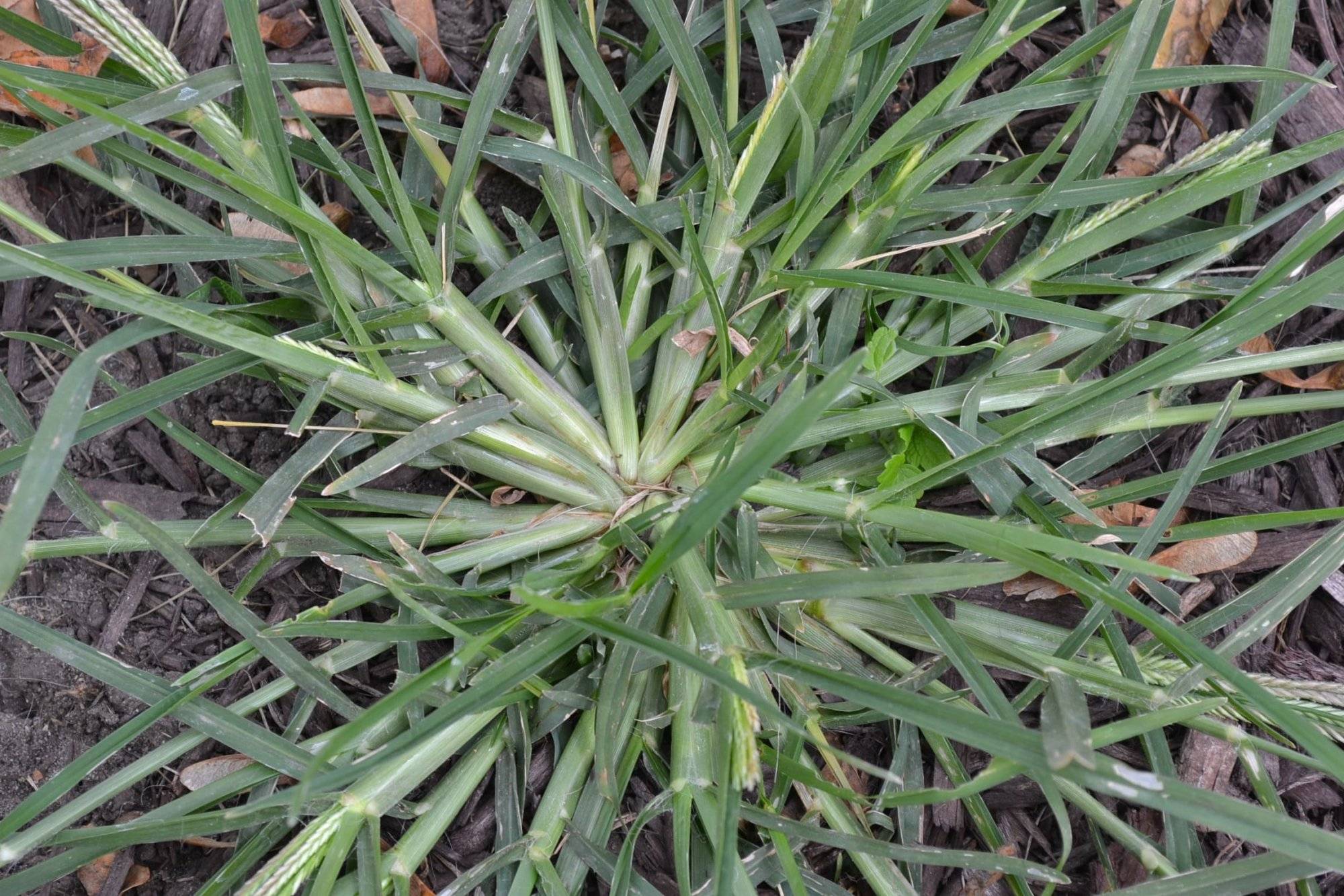 “Goose Grass: A Powerful Natural Remedy for Healing Dozens of Diseases ...