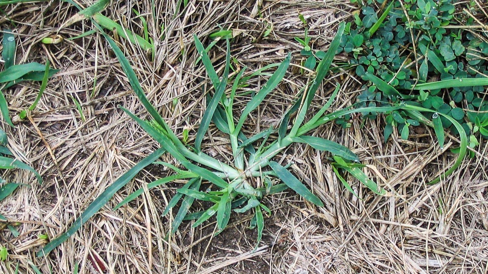How Goose Grass Can Heal You: A Natural Remedy For Dozens Of Diseases - 43