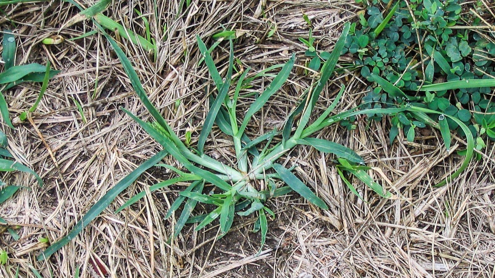 “Goose Grass: A Powerful Natural Remedy for Healing Dozens of Diseases ...