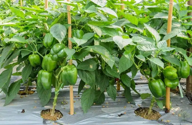 How To Successfully Grow Peppers From Seeds To Plates - 75