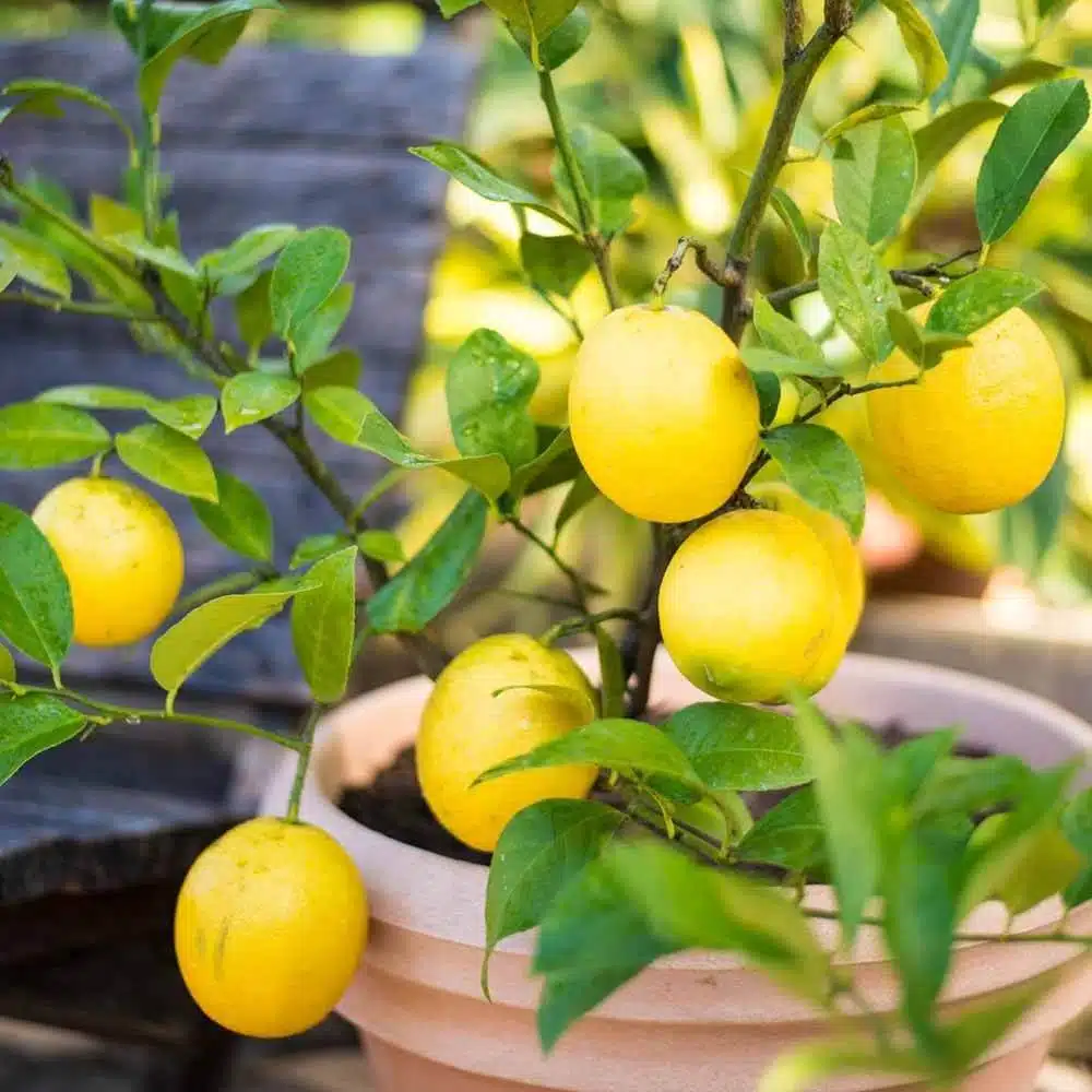 How To Grow Lemon Trees From Leaves With 100% Success - 51