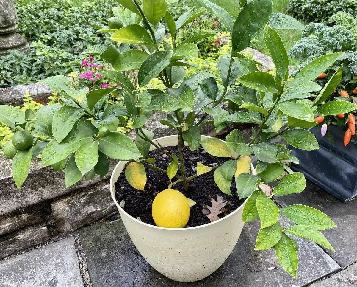 How To Grow Lemon Trees From Leaves With 100% Success - 49