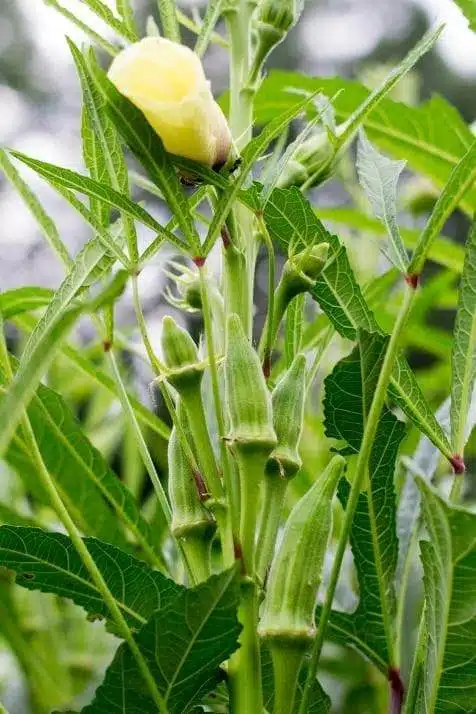 Growing Okra From Seeds: A Step-by-Step Guide For Beginners - 33
