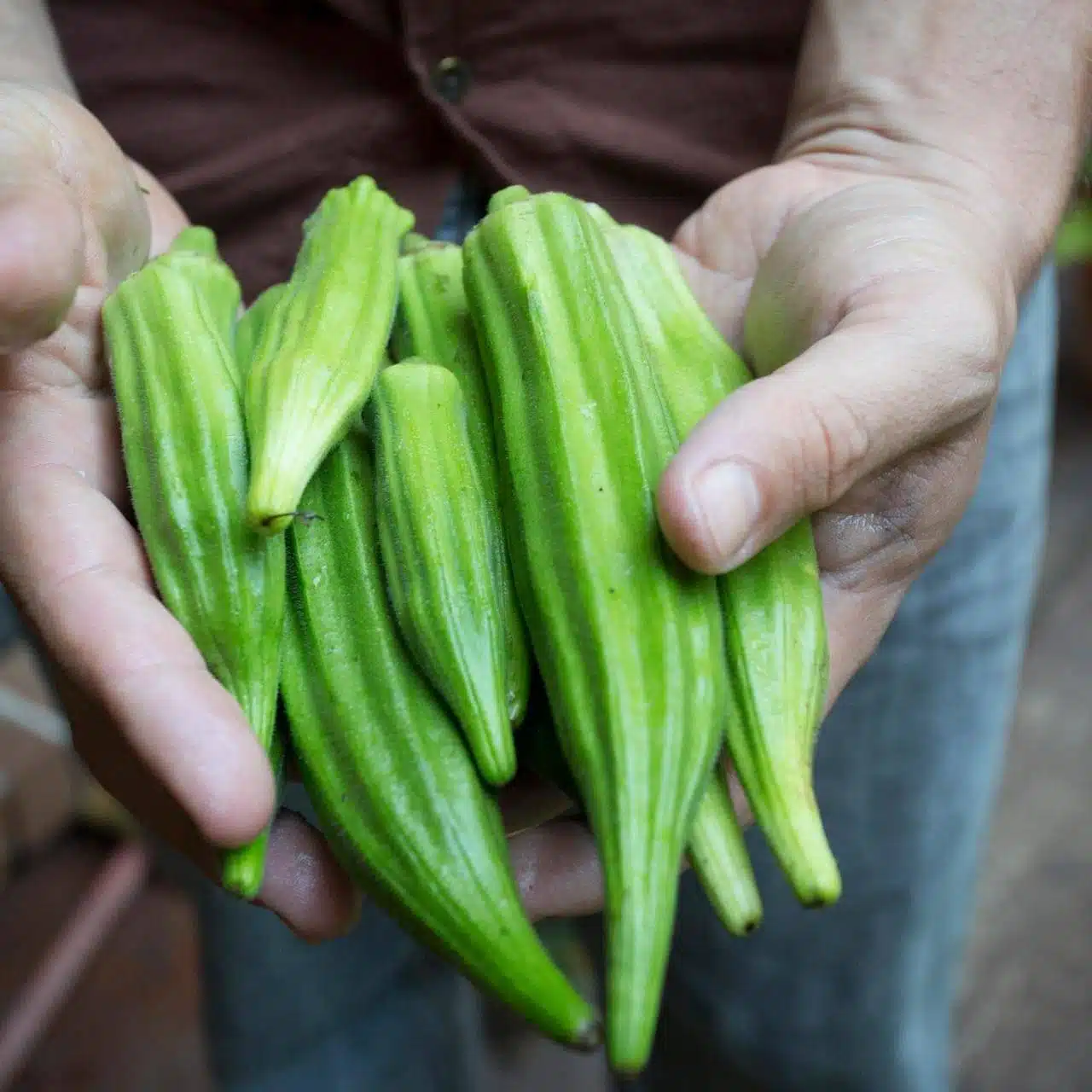 Growing Okra From Seeds: A Step-by-Step Guide For Beginners - 35