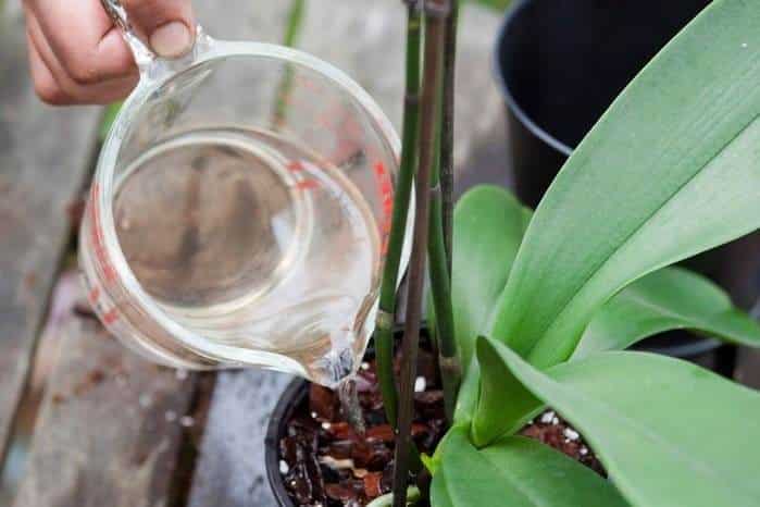 How To Save Your Dying Orchid With Just One Ingredient - 41