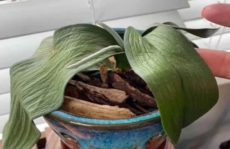 How To Save Your Dying Orchid With Just One Ingredient - 37