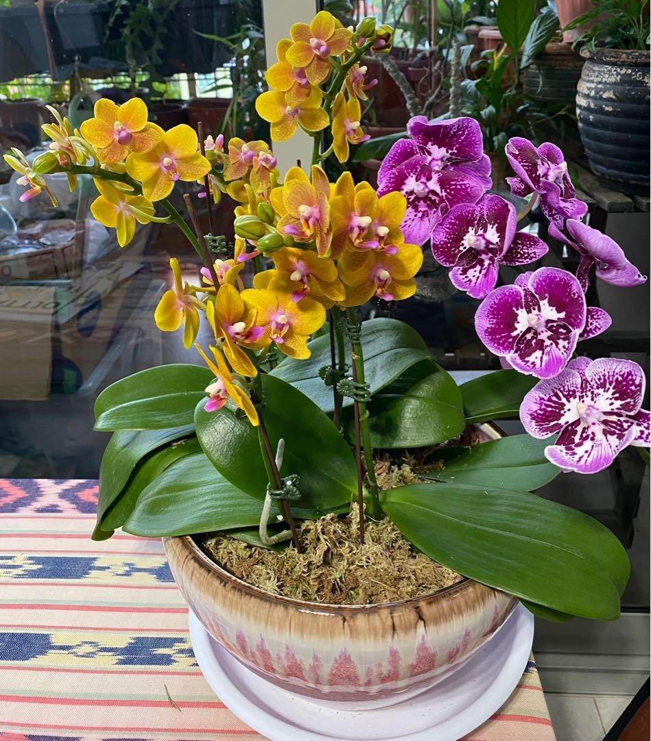 How To Save Your Dying Orchid With Just One Ingredient - 43
