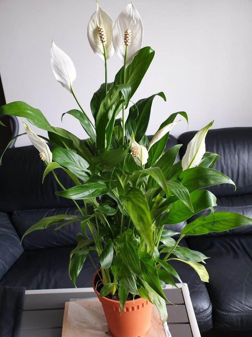 10 Ways To Get Your Peace Lily To Bloom More Often - 39