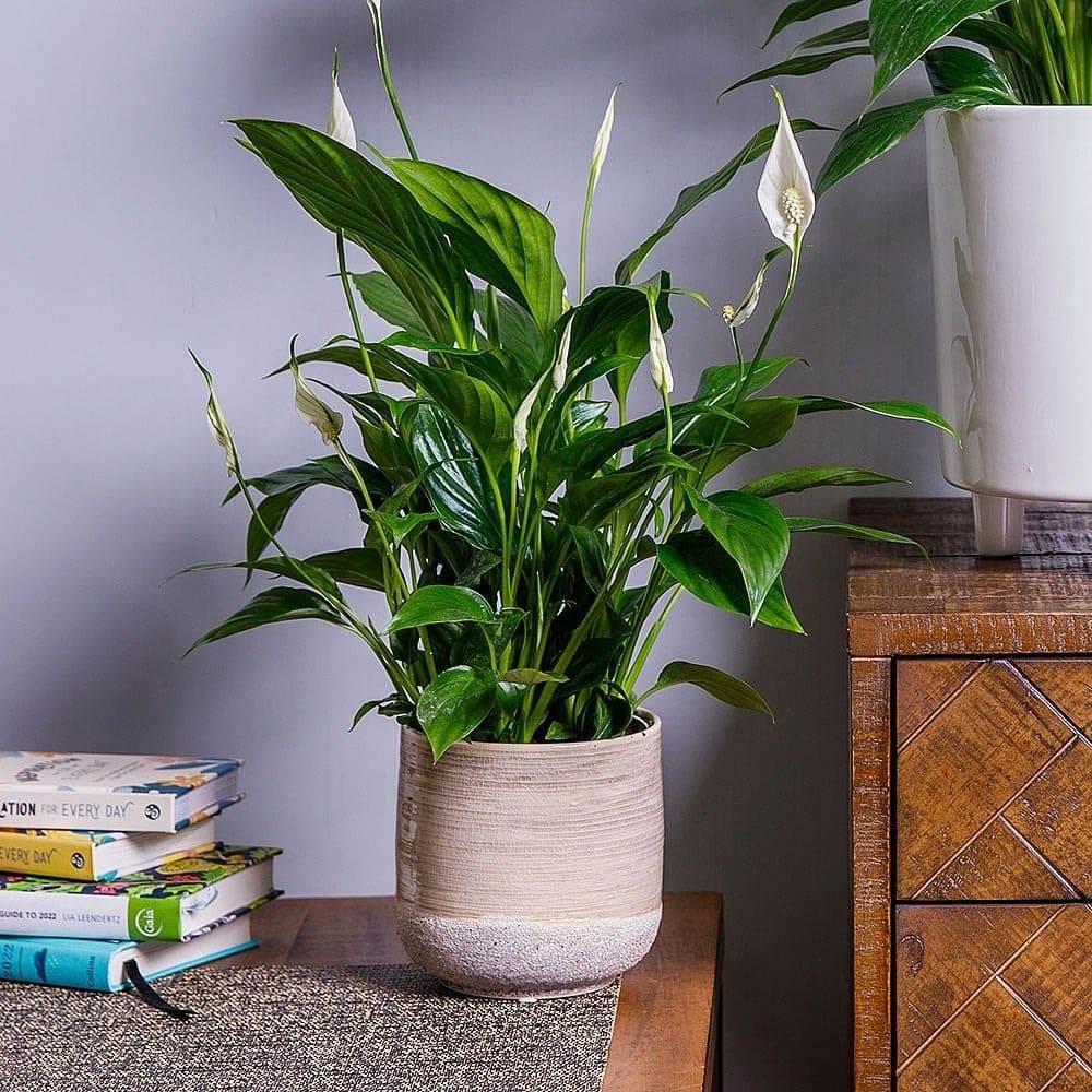 10 Ways To Get Your Peace Lily To Bloom More Often - 41