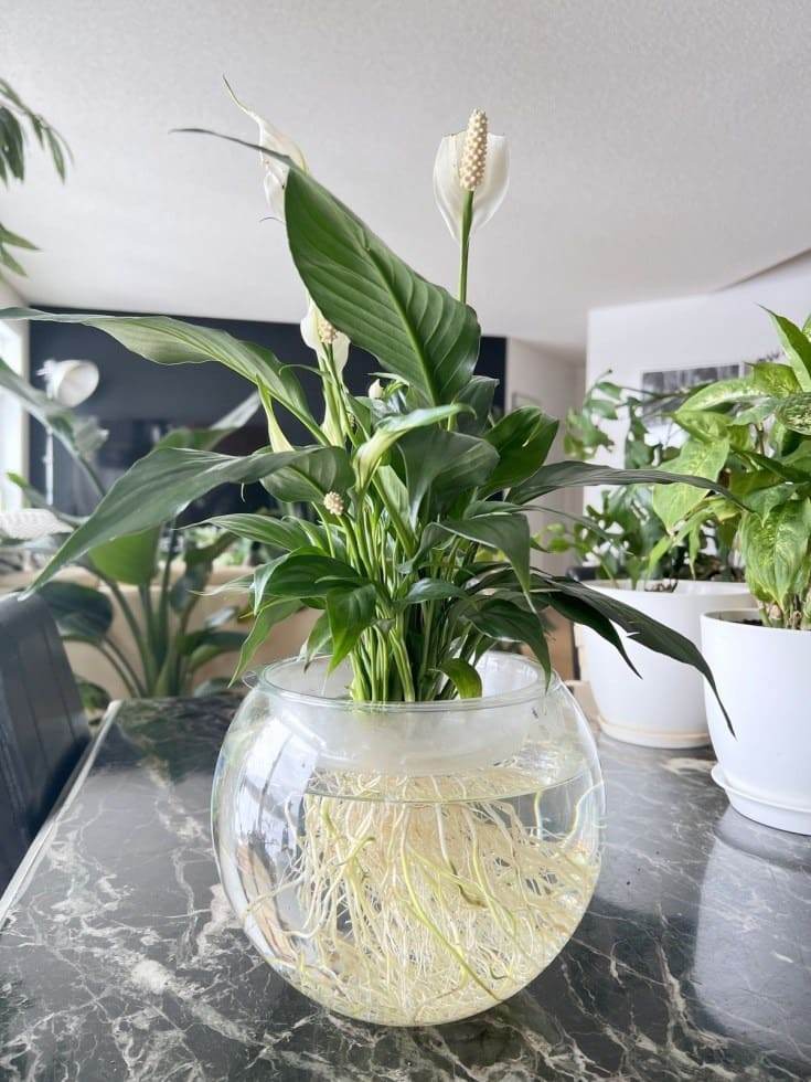 10 Ways To Get Your Peace Lily To Bloom More Often - 43