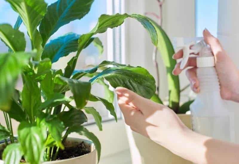 10 Ways To Get Your Peace Lily To Bloom More Often - 37