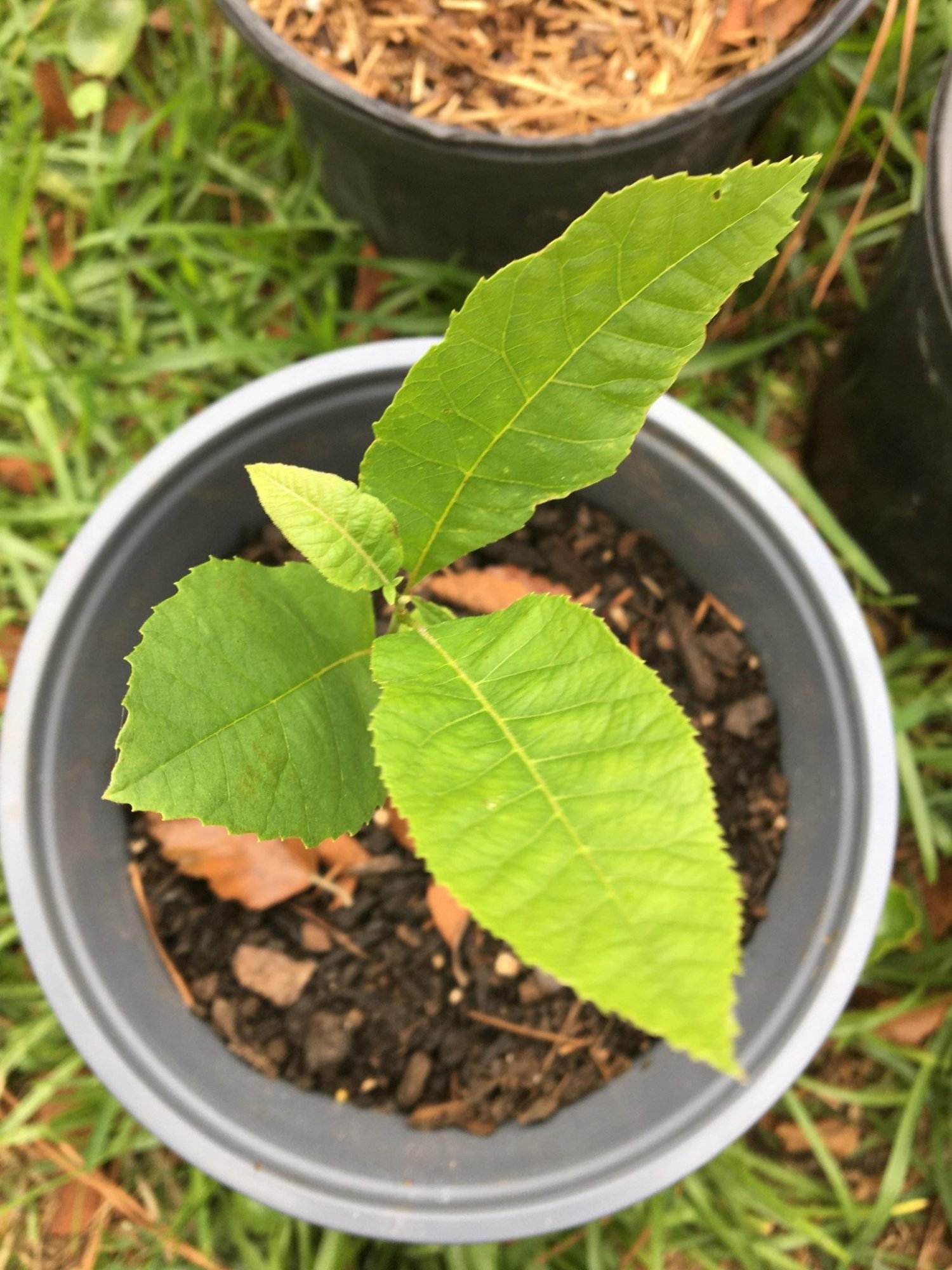 How To Grow Pecan Nuts From Seeds In 5 Easy Steps