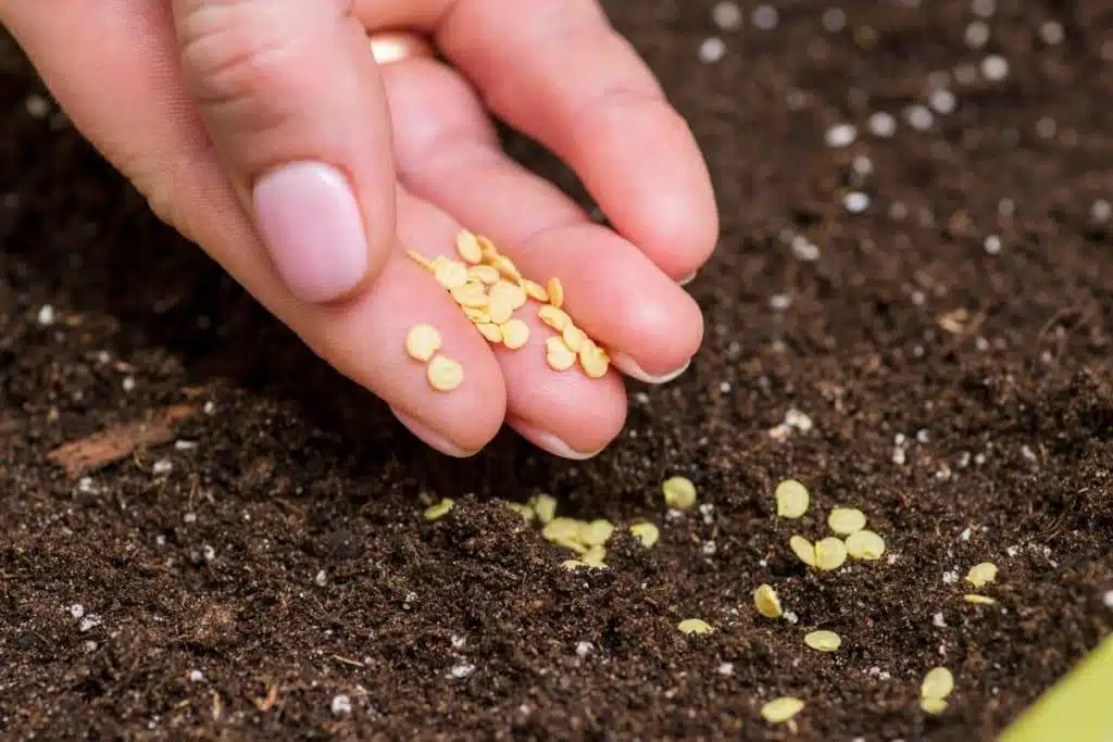 How To Successfully Grow Peppers From Seeds To Plates - 69