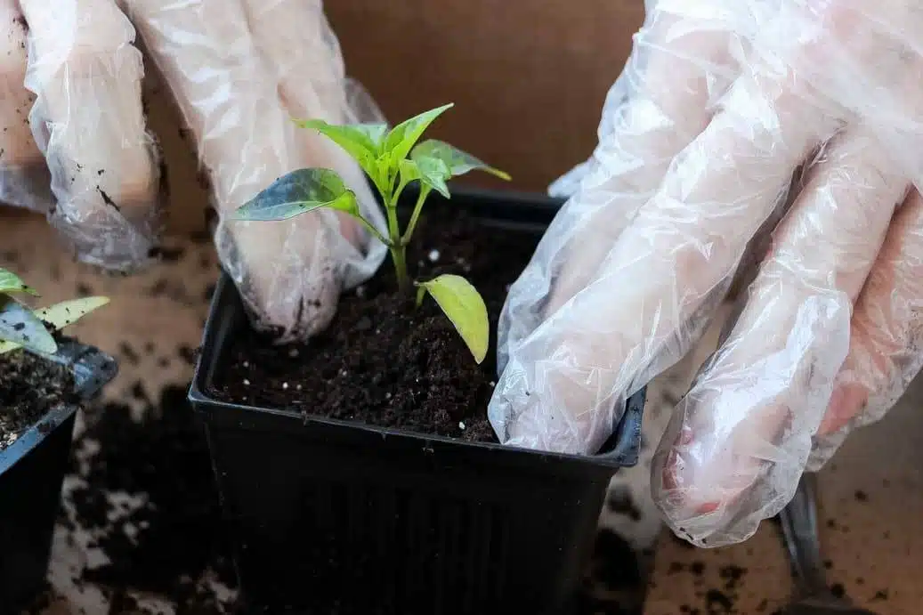 How To Successfully Grow Peppers From Seeds To Plates - 71