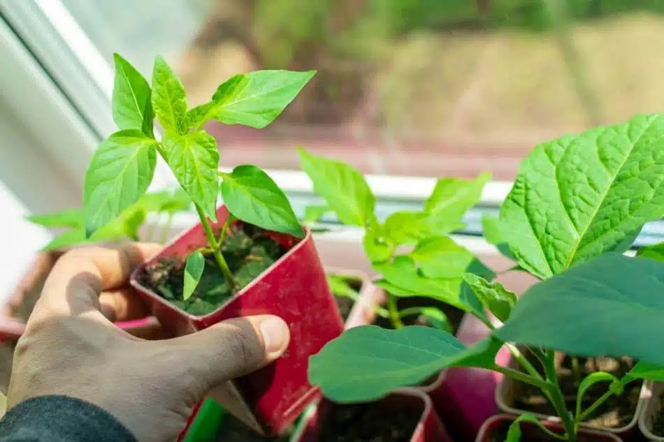 How To Successfully Grow Peppers From Seeds To Plates - 73