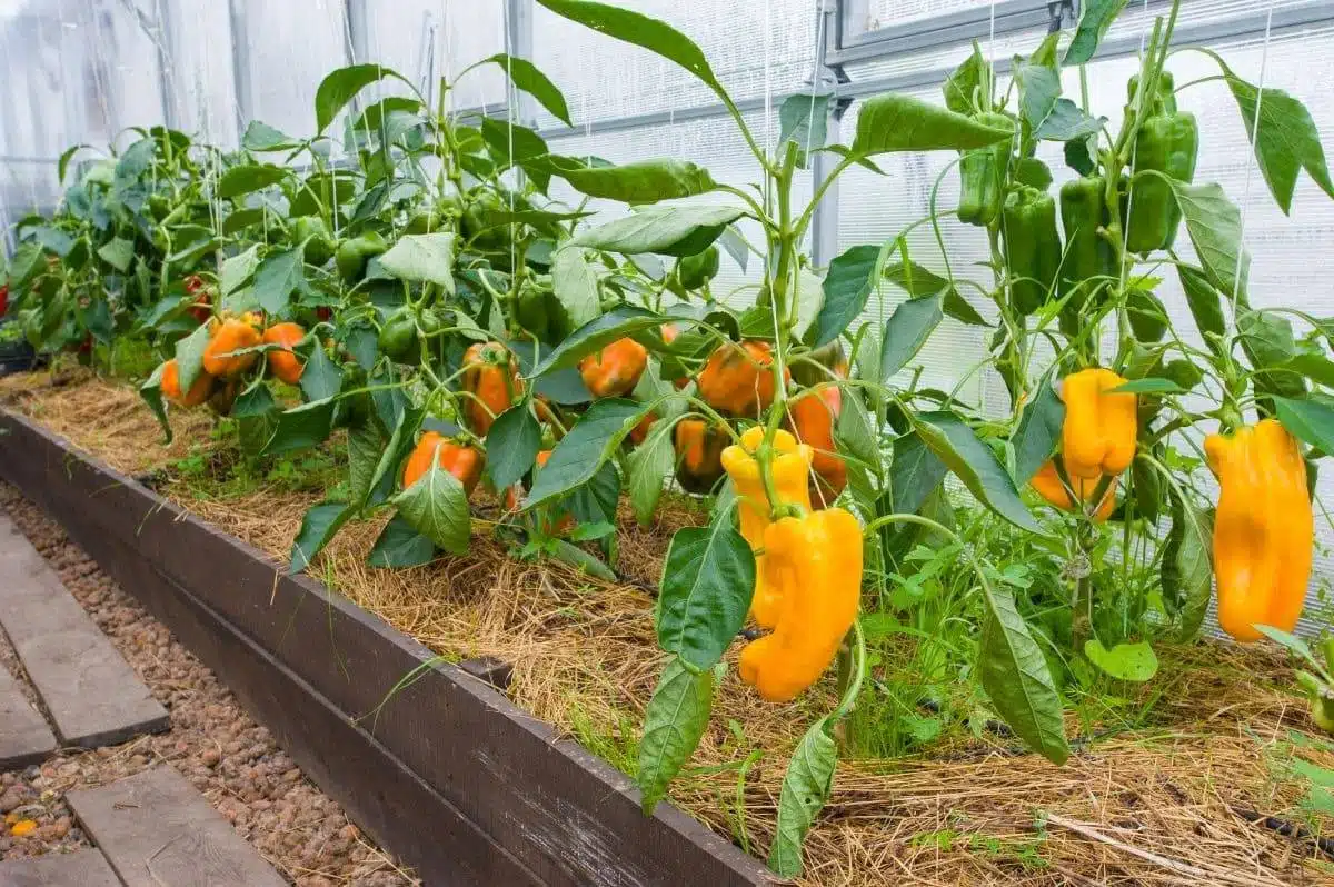 How To Successfully Grow Peppers From Seeds To Plates - 83