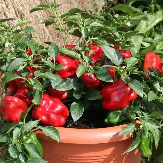 How To Successfully Grow Peppers From Seeds To Plates - 79