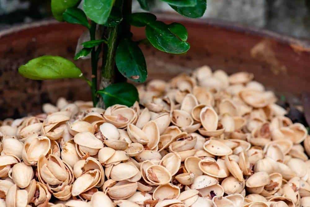 8 sorprendenti benefici dei gusci di pistacchio per il tuo giardino - 43