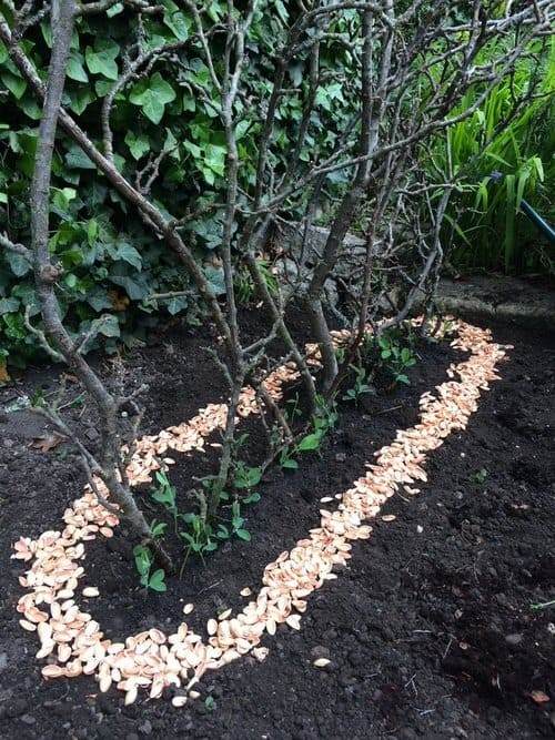 8 sorprendenti benefici dei gusci di pistacchio per il tuo giardino - 41