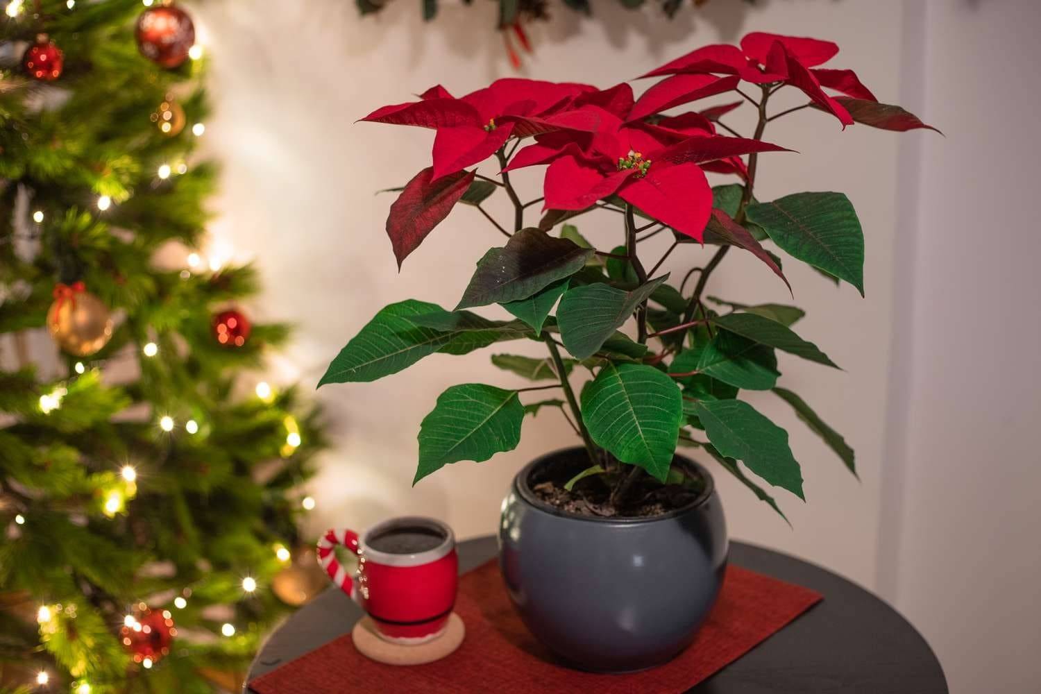 6 Golden Rules To Make Poinsettia Bloom In Time During Christmas And Beyond - 37