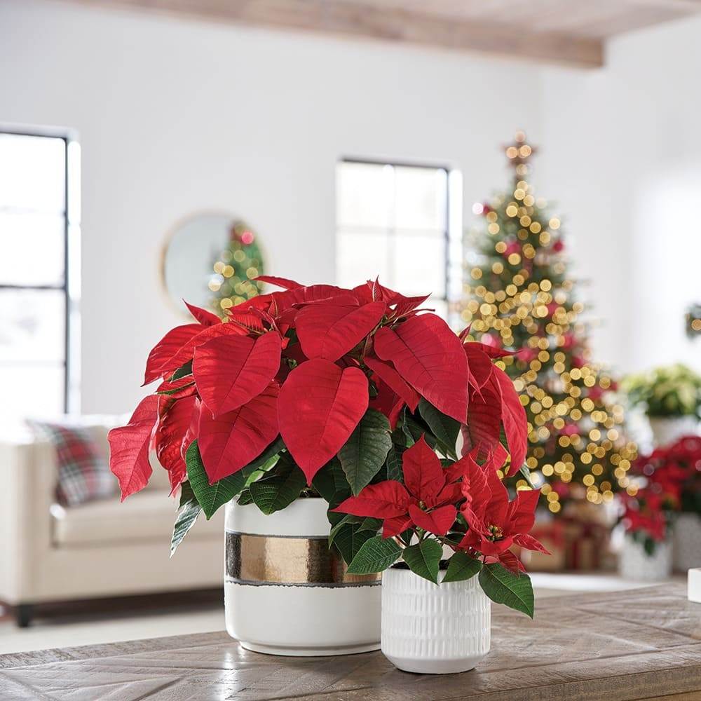 6 Golden Rules To Make Poinsettia Bloom In Time During Christmas And Beyond - 39