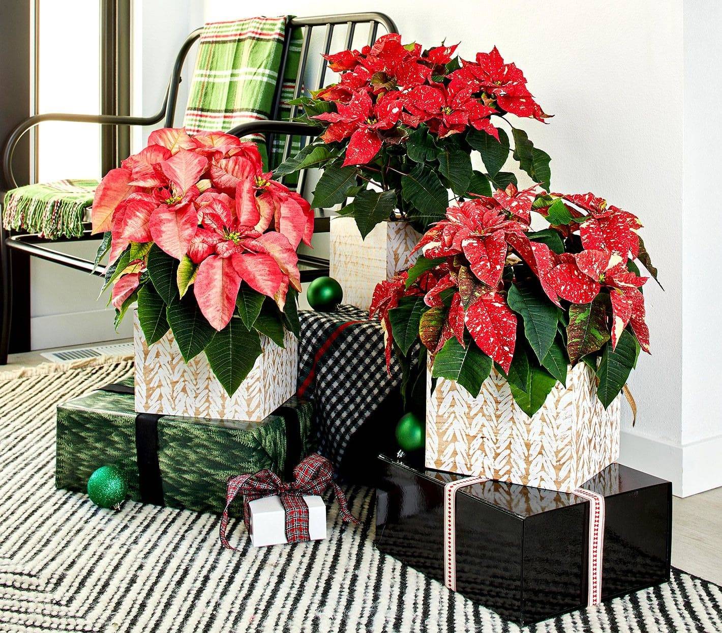 6 Golden Rules To Make Poinsettia Bloom In Time During Christmas And Beyond - 41