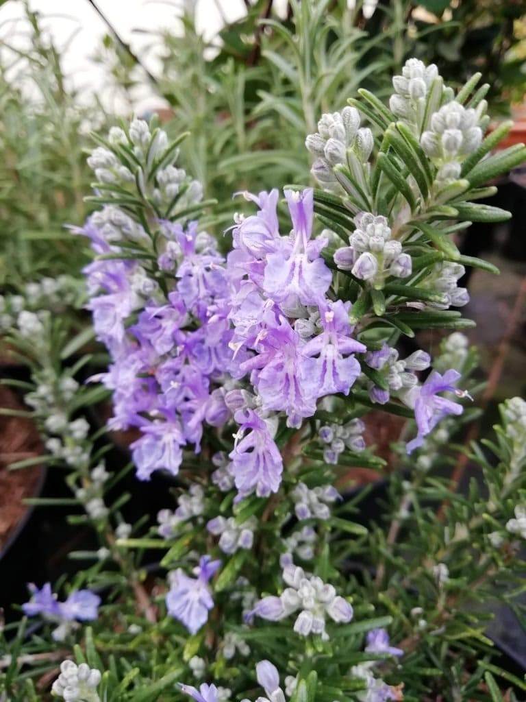 Don’t Throw Away Your Rosemary Flowers: They Are A Versatile Ingredient - 43