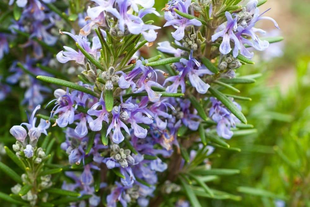 Don’t Throw Away Your Rosemary Flowers: They Are A Versatile Ingredient - 51
