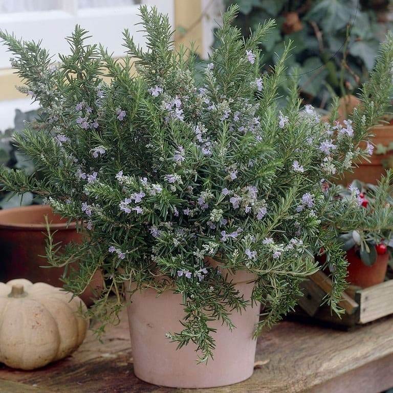 Don’t Throw Away Your Rosemary Flowers: They Are A Versatile Ingredient - 45