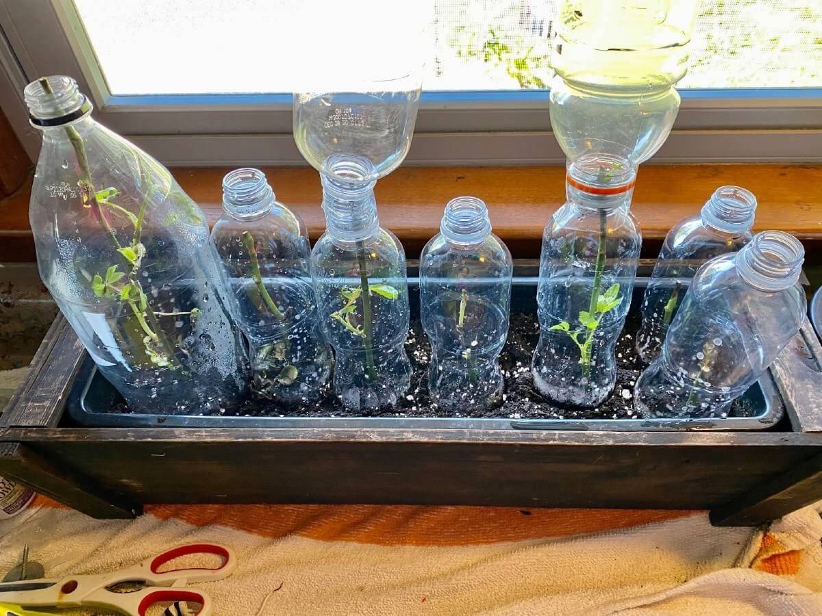 Propagating Roses In A Water Glass To Save Money And Enjoy More Flowers - 49