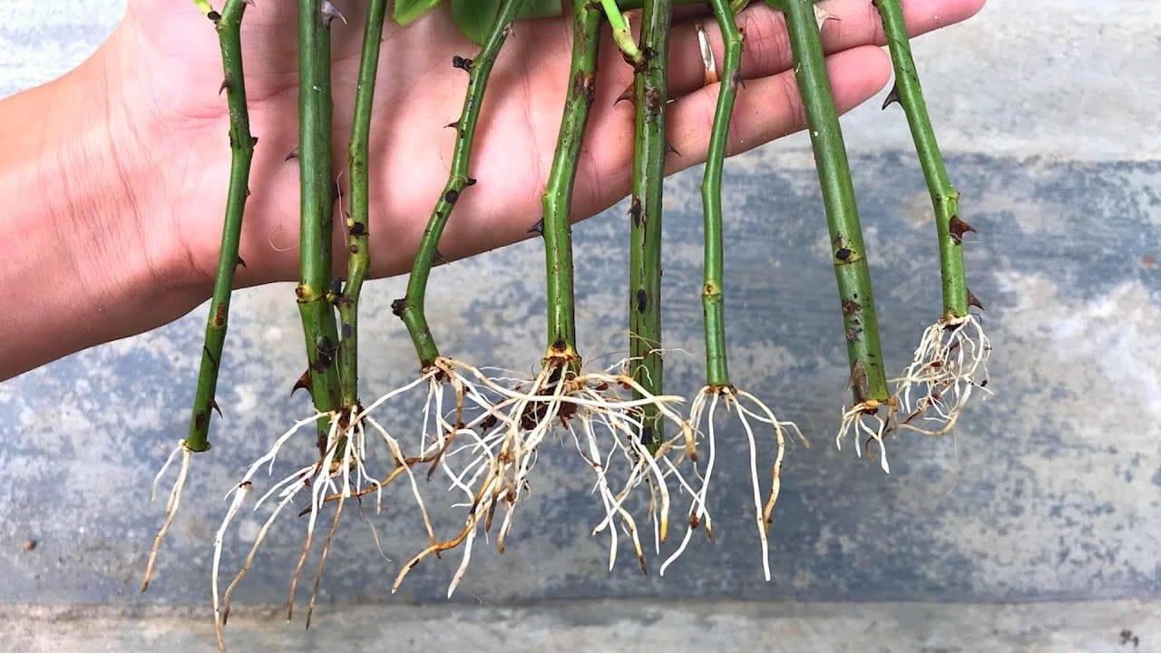 Propagare le rose in un bicchiere d'acqua per risparmiare denaro e godersi più fiori - 47