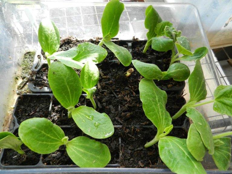 Growing Butternut Squash In A Container 4 Steps You Need To Know