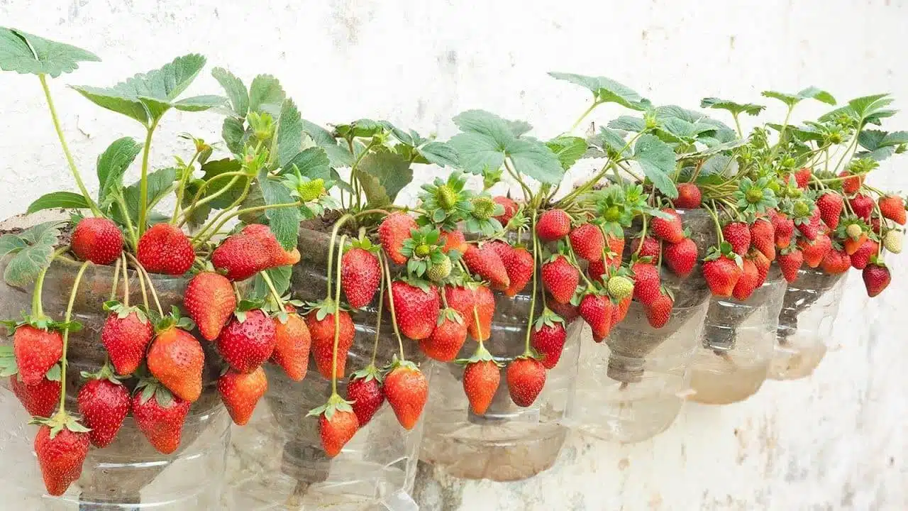 How To Grow Strawberries In Containers: Everything You Need To Know From Soil To Harvest - 51