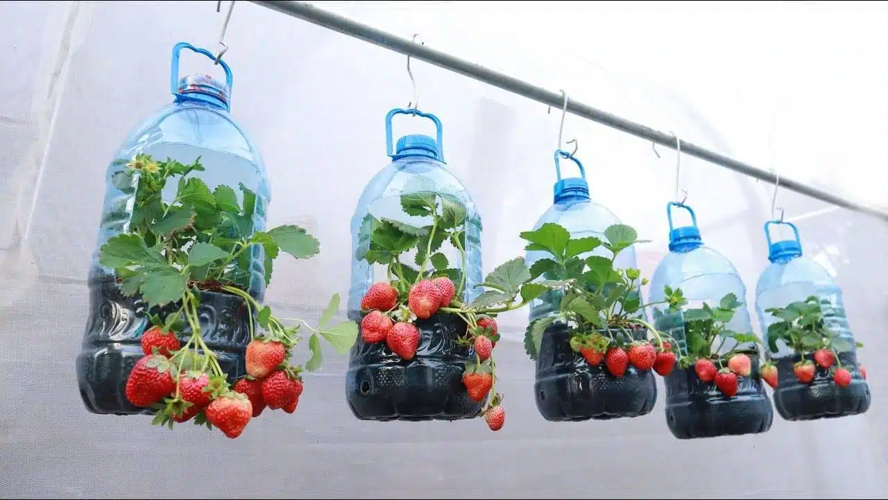 How To Grow Strawberries In Containers: Everything You Need To Know From Soil To Harvest - 45