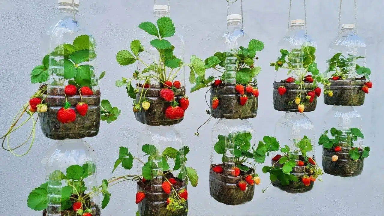 How To Grow Strawberries In Containers: Everything You Need To Know From Soil To Harvest - 47