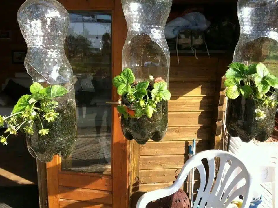 How To Grow Strawberries In Containers: Everything You Need To Know From Soil To Harvest - 43
