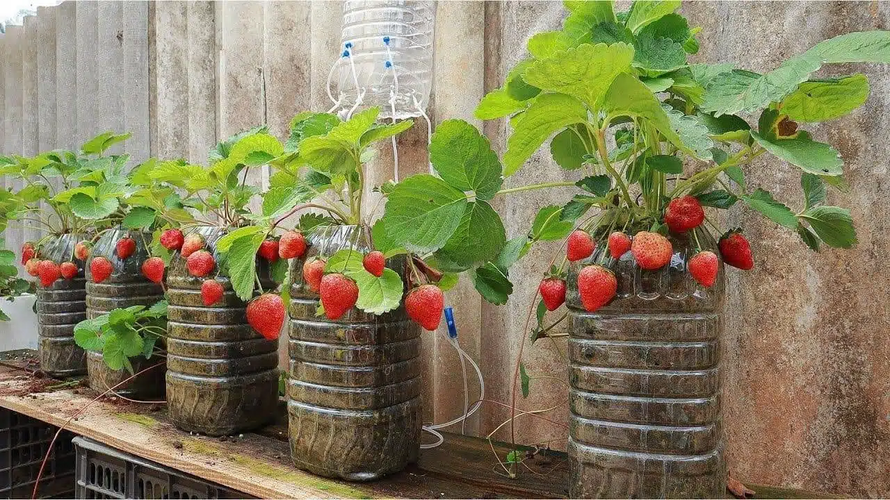 How To Grow Strawberries In Containers: Everything You Need To Know From Soil To Harvest - 49