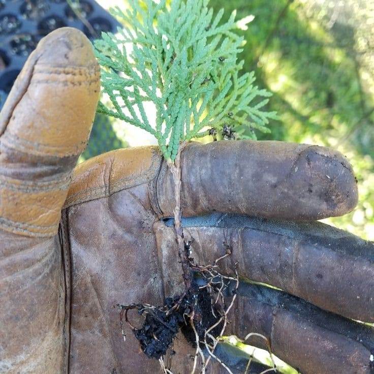 How To Grow New Thuja Plants From Cuttings With Aloe Vera Gel - 49