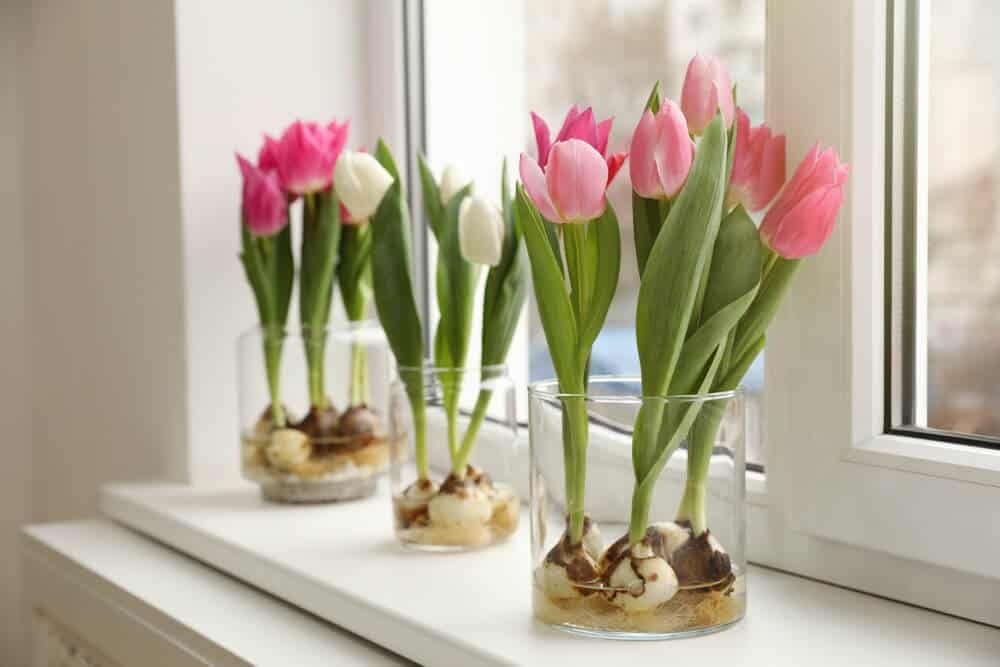 5 Steps To Grow Tulips In Water And Enjoy Their Bloom - 43