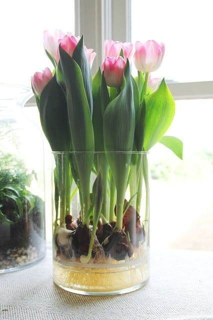 5 Steps To Grow Tulips In Water And Enjoy Their Bloom - 41