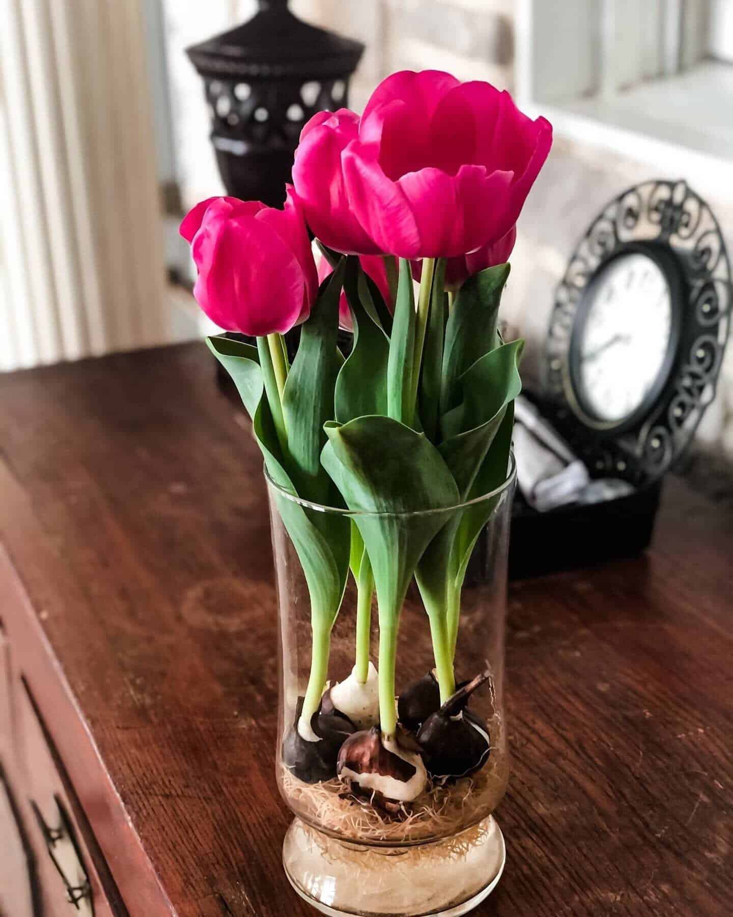 5 Steps To Grow Tulips In Water And Enjoy Their Bloom - 39