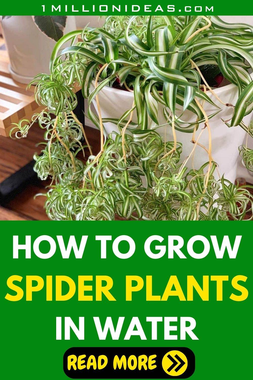 The Easiest Way To Multiply Your Spider Plants In Water - 35