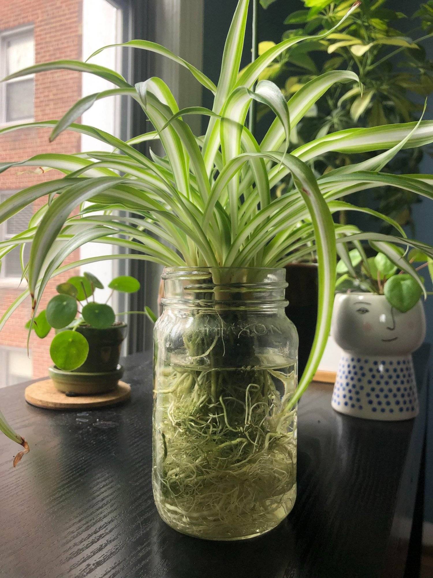 The Easiest Way To Multiply Your Spider Plants In Water - 37