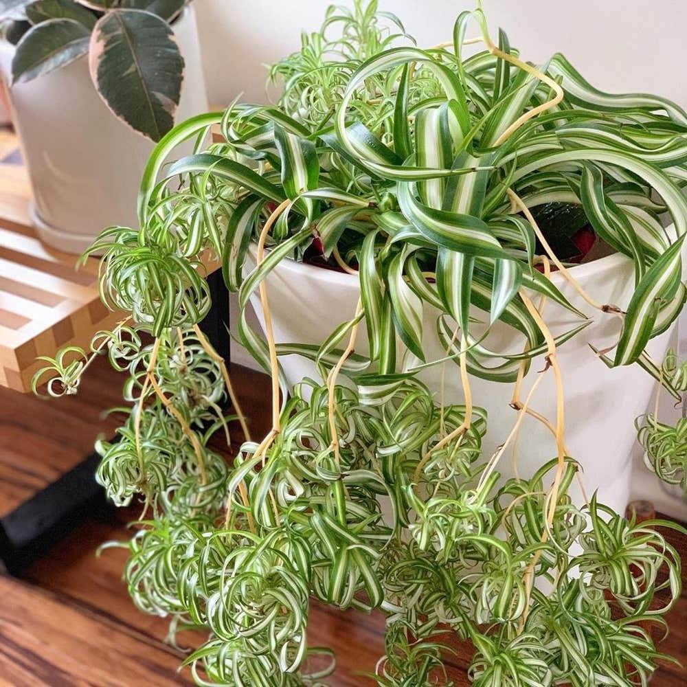 The Easiest Way To Multiply Your Spider Plants In Water - 39