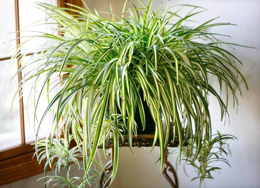 The Easiest Way To Multiply Your Spider Plants In Water - 41